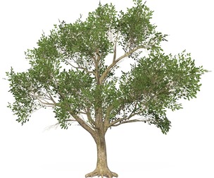 Game Ready Tree 50