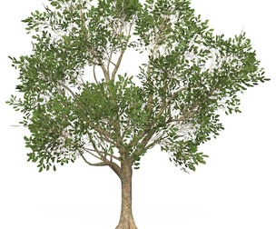 Game Ready Tree 51