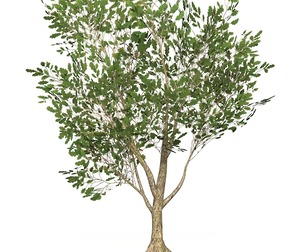 Game Ready Tree 52