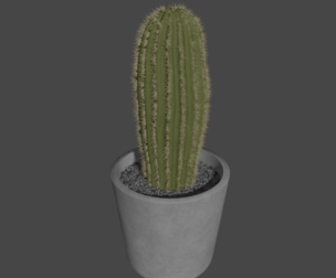 potted cactus
