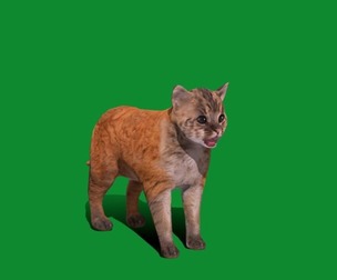 Asian Golden Cat