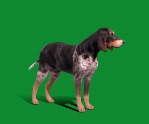 Grand Bleu De Gascogne Dog
