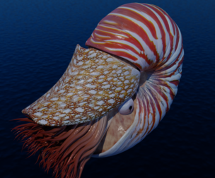 Nautilus