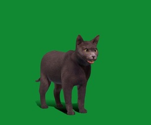 Korat Cat