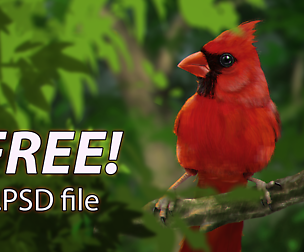 Northern cardinal PSD