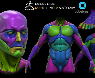Modular Anatomy