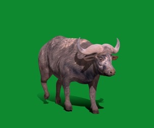 African Buffalo