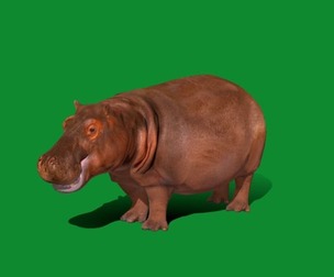 Hippopotamus Amphibius