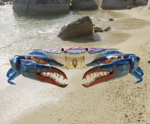 Blue Crab
