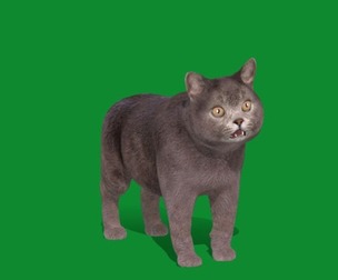 British Shorthair Domestic Cat