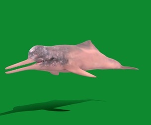 Amazon river dolphin