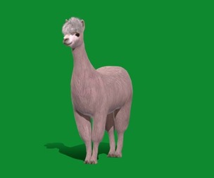 Llama