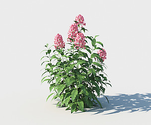 Phlox