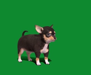 Short Haired Chihuahua Puppy Dog