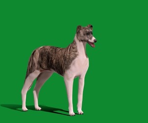 Hungarian Greyhound Dog