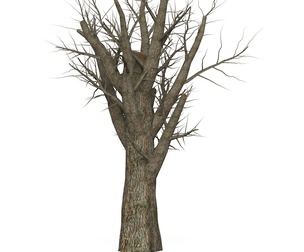 Game Ready Dead Tree 07