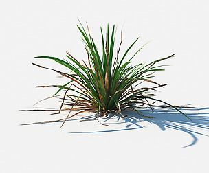 Simple grass