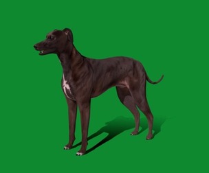 Italian Greyhound Dog