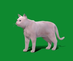 Turkish Angora Cat
