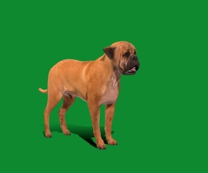English Mastiff Dog