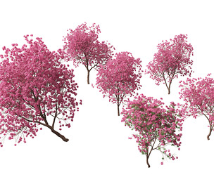 Handroanthus impetiginosus - Pink Trumpet Tree