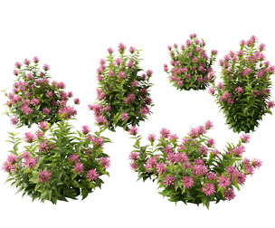 Justicia carnea - Brazilian Plume