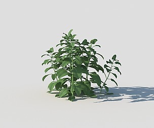 Melissa officinalis