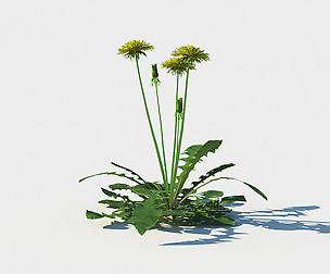 Dandelion collection