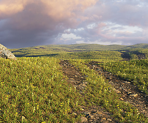 Spring field