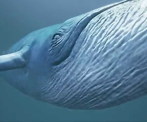 Blue Whale Model