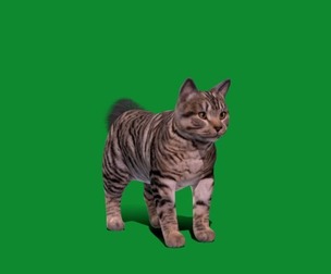 Kurilian Bobtail Cat
