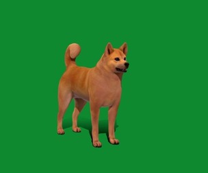 Finnish Spitz Dog