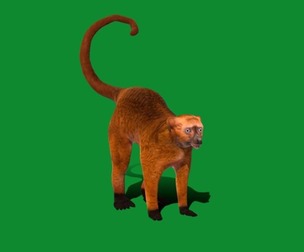 Blue Eyed Black Lemur