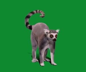 Ring Tailed Lemur