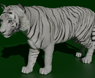 White Tiger 3D Model - Rigged and Animated