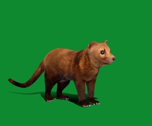 Fisher Marten