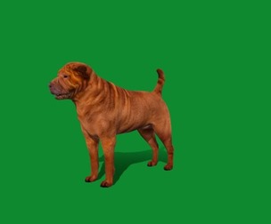 Shar Pei Dog