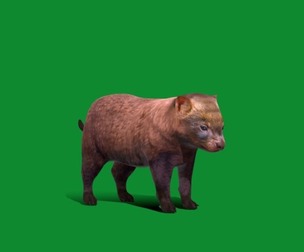 Bush Dog