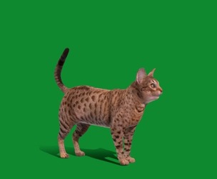 Ocicat