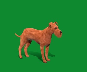 Irish Terrier Dog