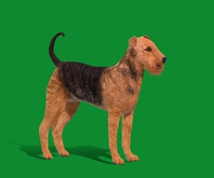 Airedale Terrier Dog