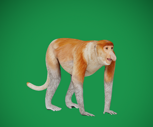 Proboscis Monkey