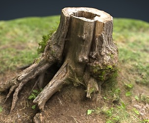 3D Tree Stump 4
