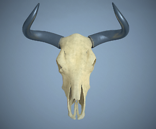Cow Skull - Game Art - Photogrammetry