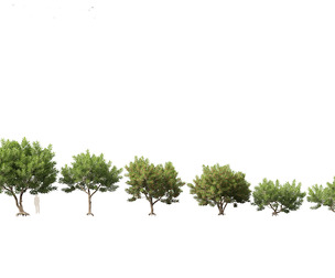 Schinus Terebinthifolia – Brazilian Peppertree