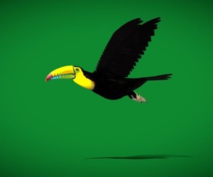 Toucan Bird