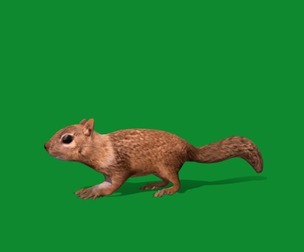 Juvenile California Ground Squirrel