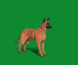 Belgian Malinois Young Dog