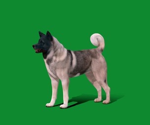 American Akita Dog