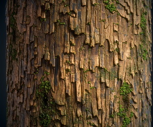 Wood Tree Bark Material - VOL 06 - Maps - SBsar